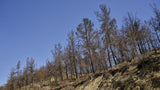 image of a forest after a fire Poster och Canvastavla