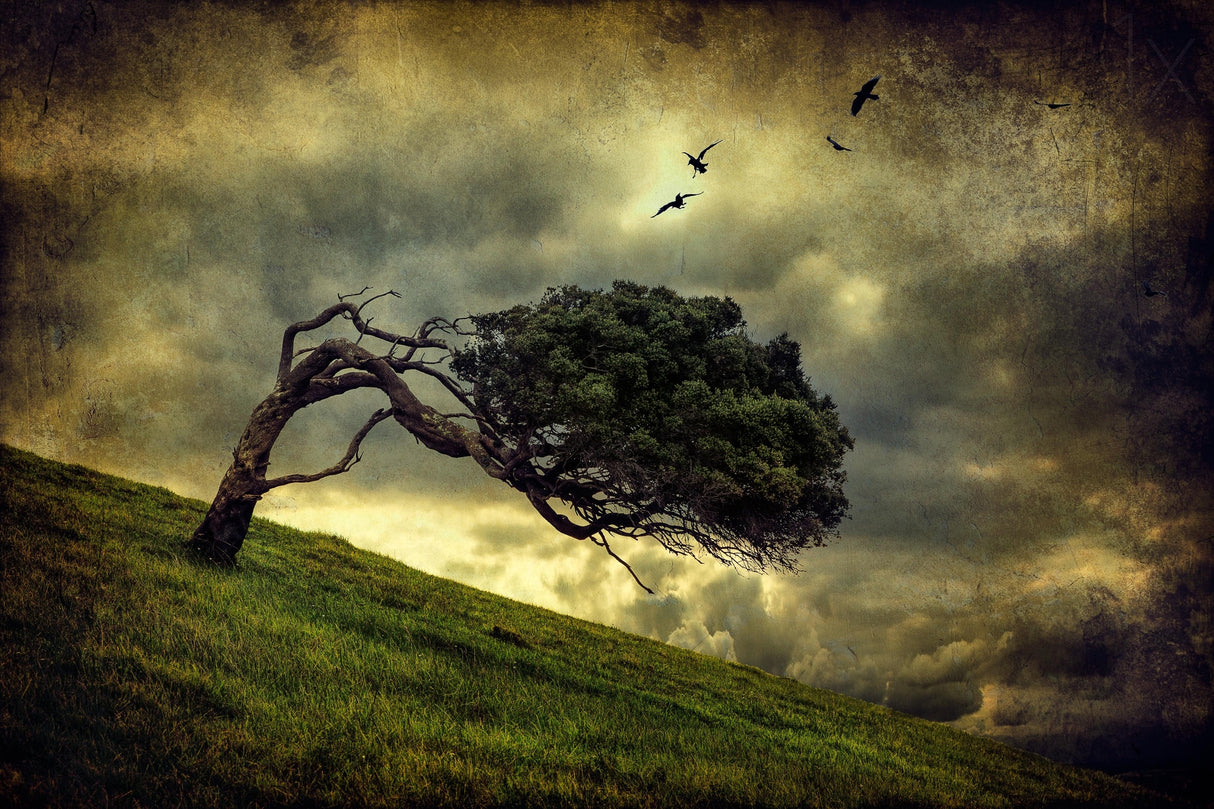 Winds of Change Poster och Canvastavla
