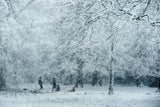 Winter dream Poster och Canvastavla