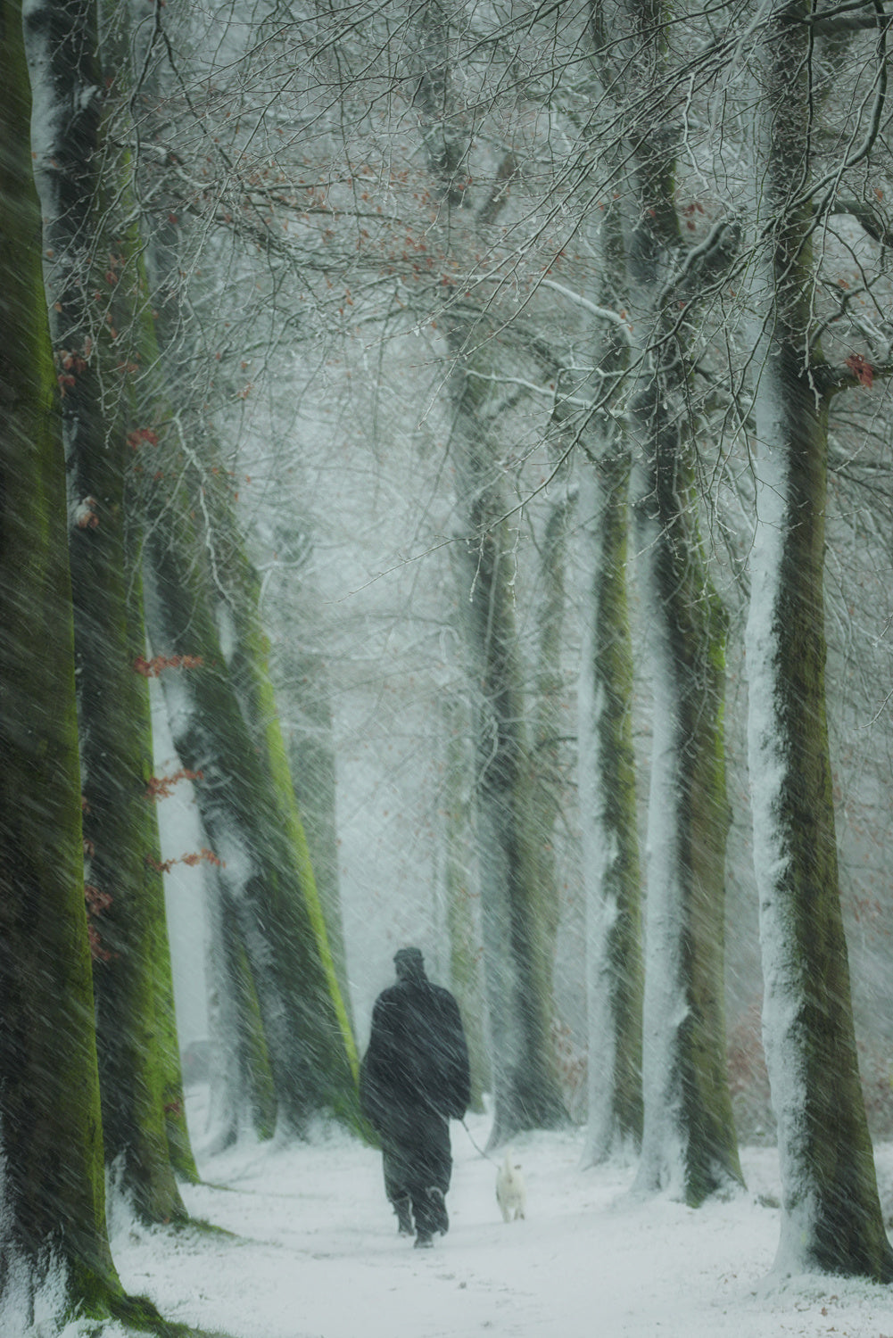 The walker Poster och Canvastavla
