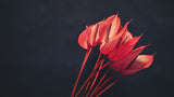 red flowers Poster och Canvastavla
