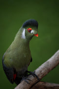 Strike a pose - White-cheeked Turaco Poster och Canvastavla