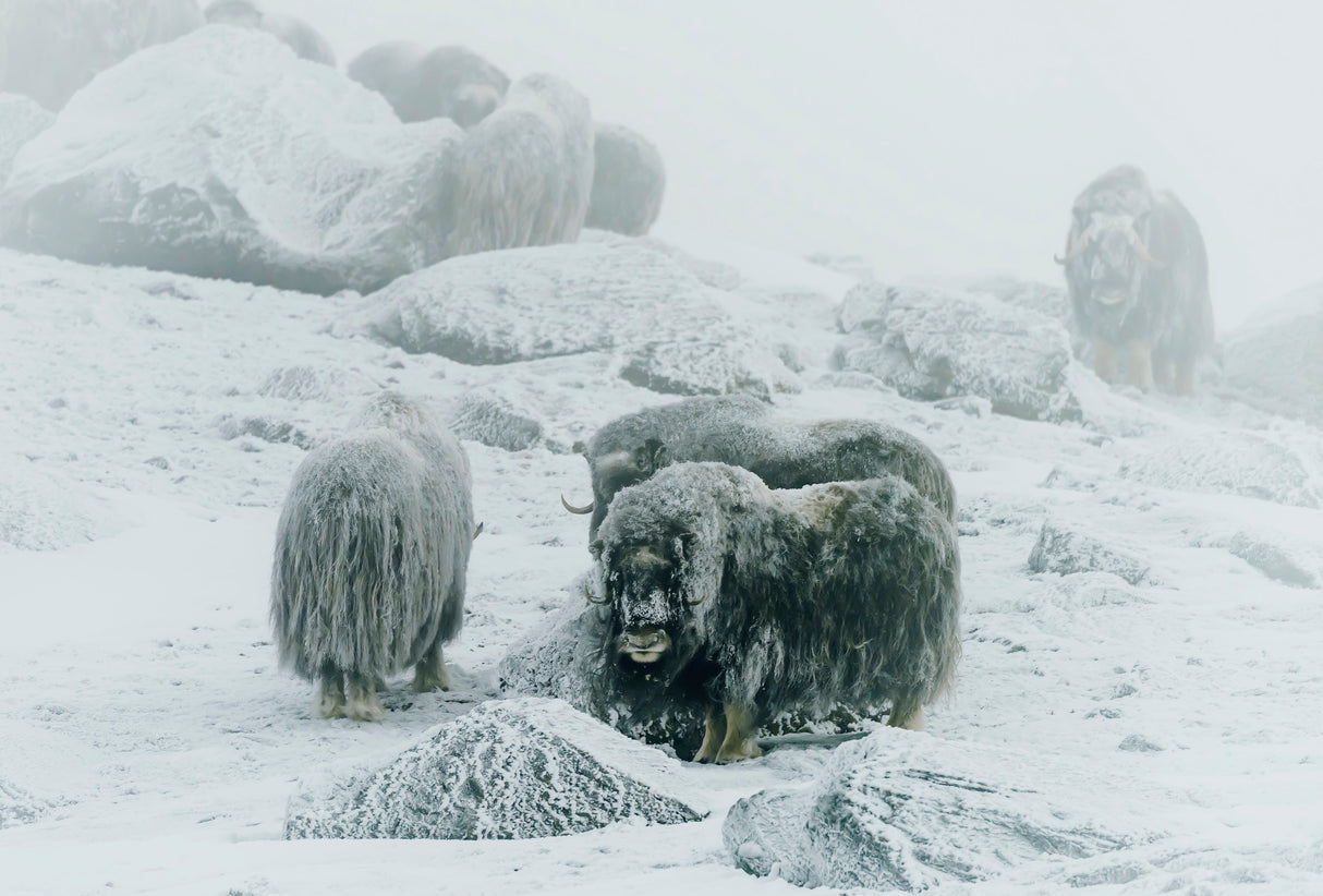Musk ox, between the fog and frost Poster och Canvastavla