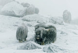 Musk ox, between the fog and frost Poster och Canvastavla