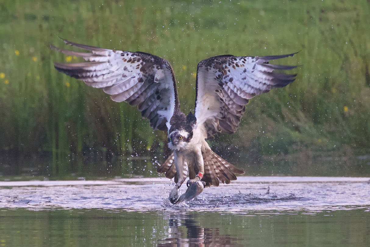 Osprey Poster och Canvastavla
