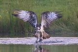 Osprey Poster och Canvastavla