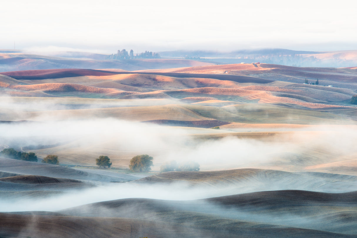 Misty Morning Poster och Canvastavla