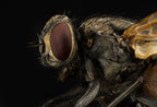 Musca domestica (housefly) Poster och Canvastavla