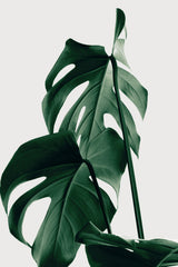 Monstera Natural 26 Poster och Canvastavla