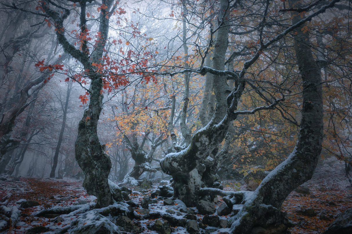 Late autumn Poster och Canvastavla