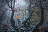 Late autumn Poster och Canvastavla