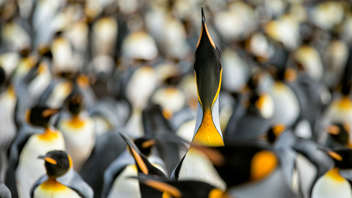 King penguin displaying Poster och Canvastavla