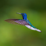 White necked jacobin Poster och Canvastavla