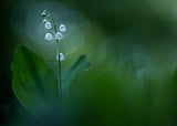 Lilly of the Valley Poster och Canvastavla