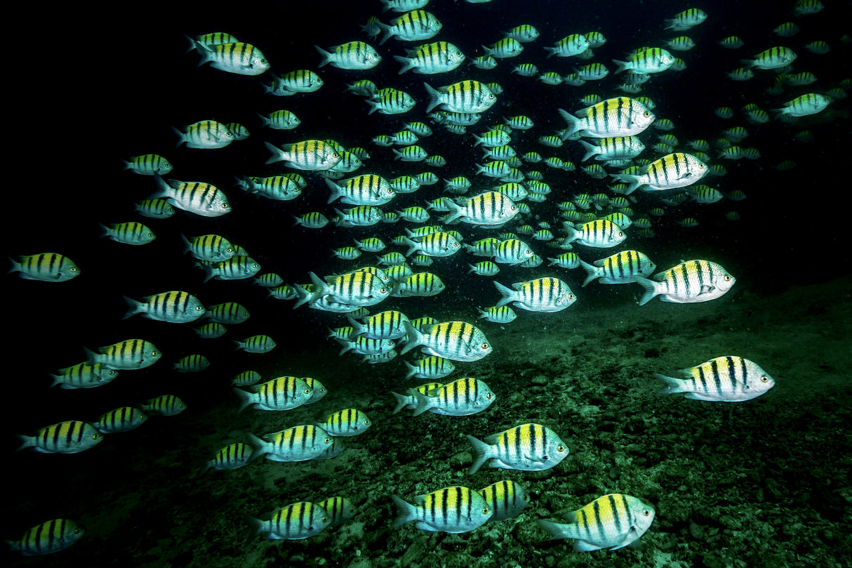 The deep Poster och Canvastavla