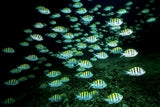 The deep Poster och Canvastavla