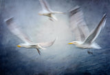 Seagulls Poster och Canvastavla