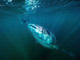 The encounter Poster och Canvastavla