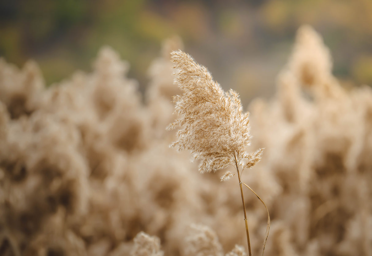 reed flower Poster och Canvastavla