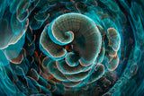 Lettuce Coral Poster och Canvastavla