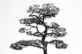 Japanese pine Poster och Canvastavla