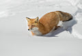 Crossing the snowfield! Poster och Canvastavla