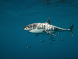 Great white sgark Poster och Canvastavla