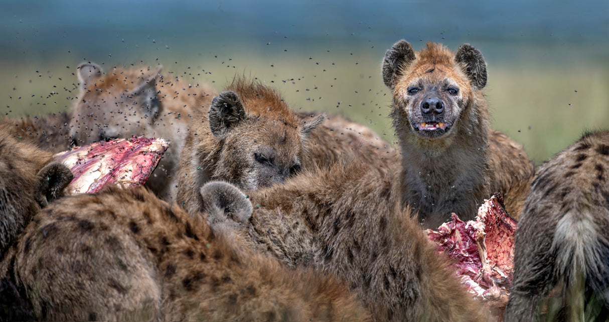 Hyenas feeding Poster och Canvastavla