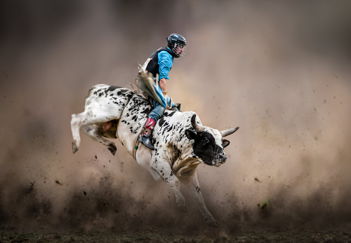 Bull Riding Poster och Canvastavla