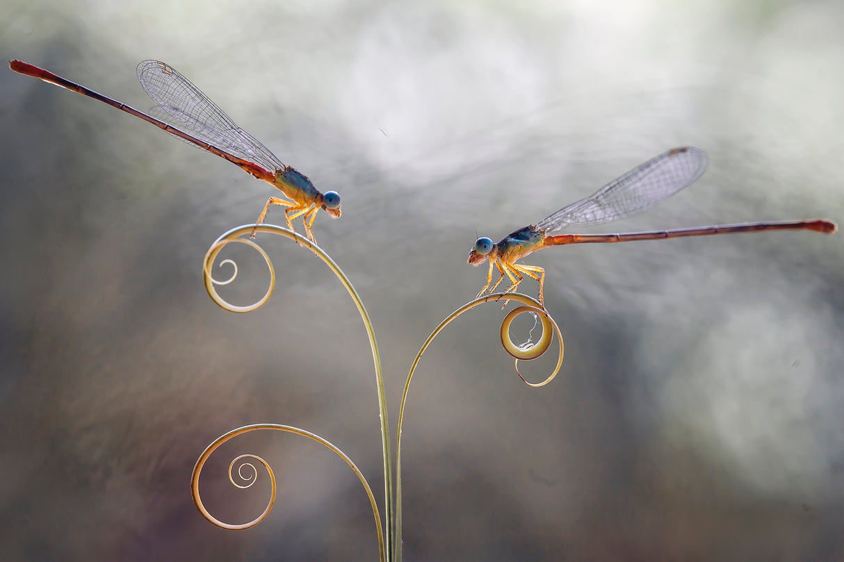 Romantic Damselflies Poster och Canvastavla