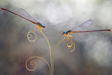 Romantic Damselflies Poster och Canvastavla