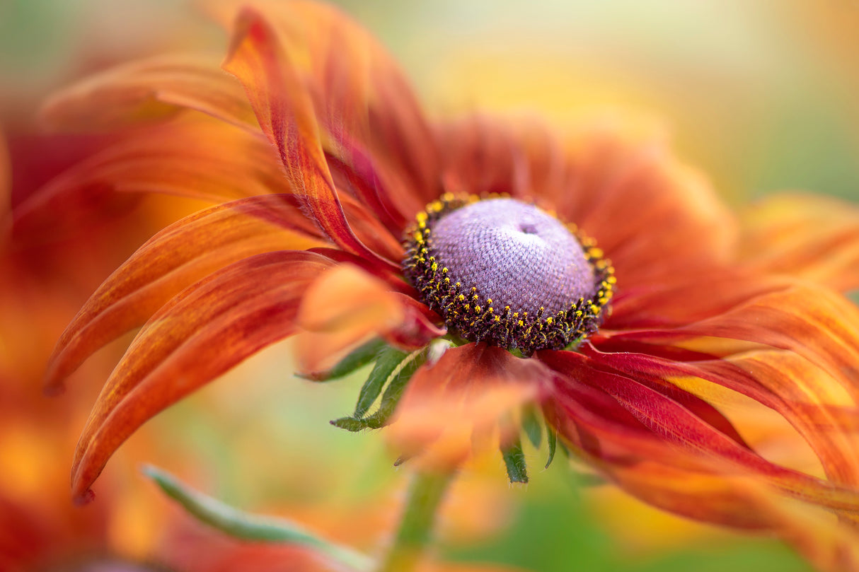 Autumn Rudbeckia Poster och Canvastavla