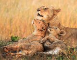 MOTHERS LOVE Poster och Canvastavla