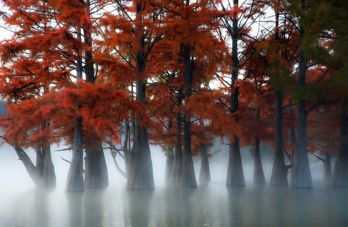 Cypress Trees Poster och Canvastavla