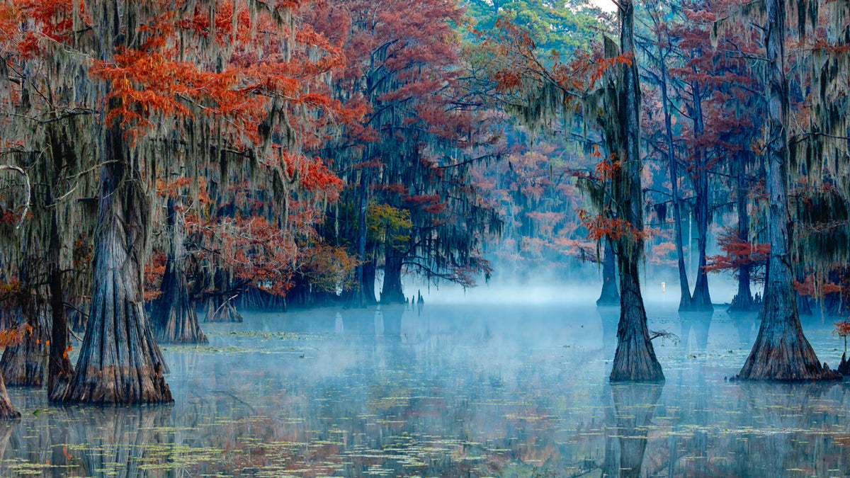 Caddo Lake Poster och Canvastavla