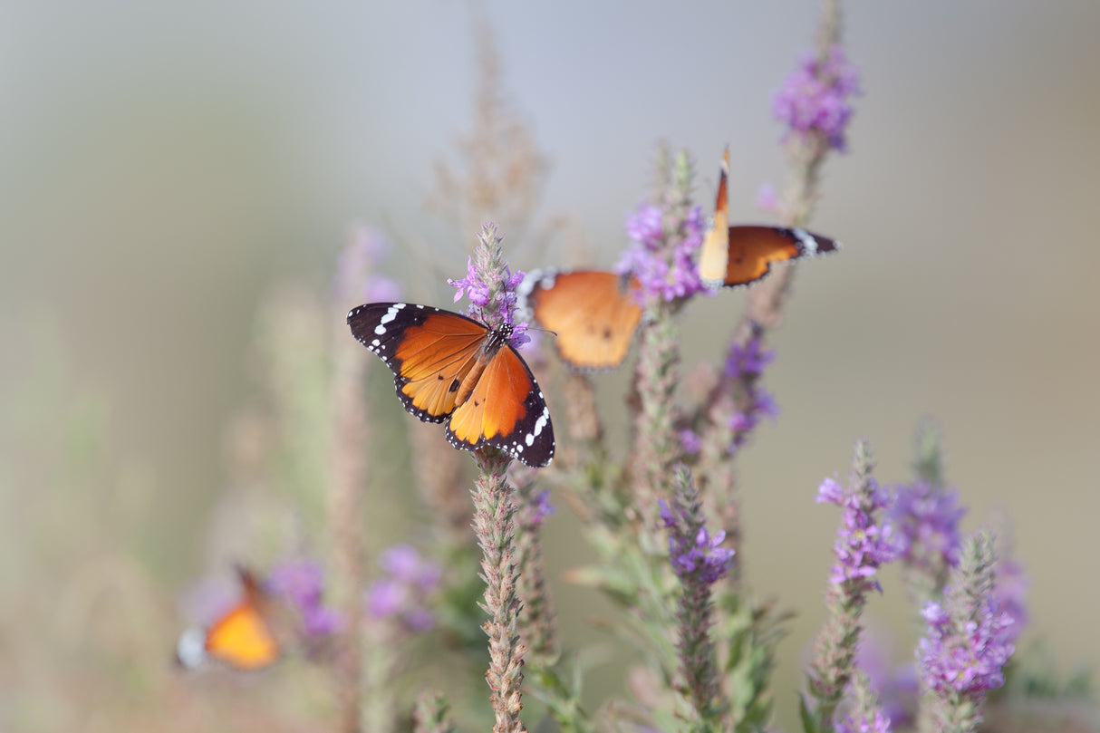 Butterflies and Flowers ... Poster och Canvastavla