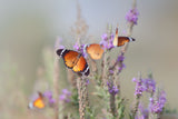 Butterflies and Flowers ... Poster och Canvastavla