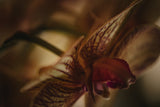 Botanical Series - Orchid 2/2 Poster och Canvastavla