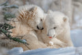 Polar Bear Siblings Poster och Canvastavla