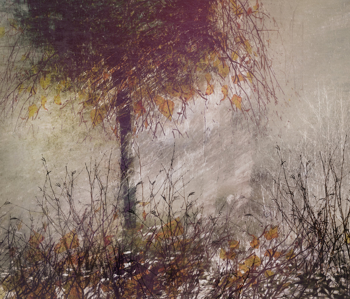 The birch Poster och Canvastavla