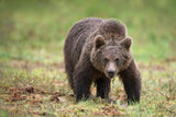 Big bear Poster och Canvastavla
