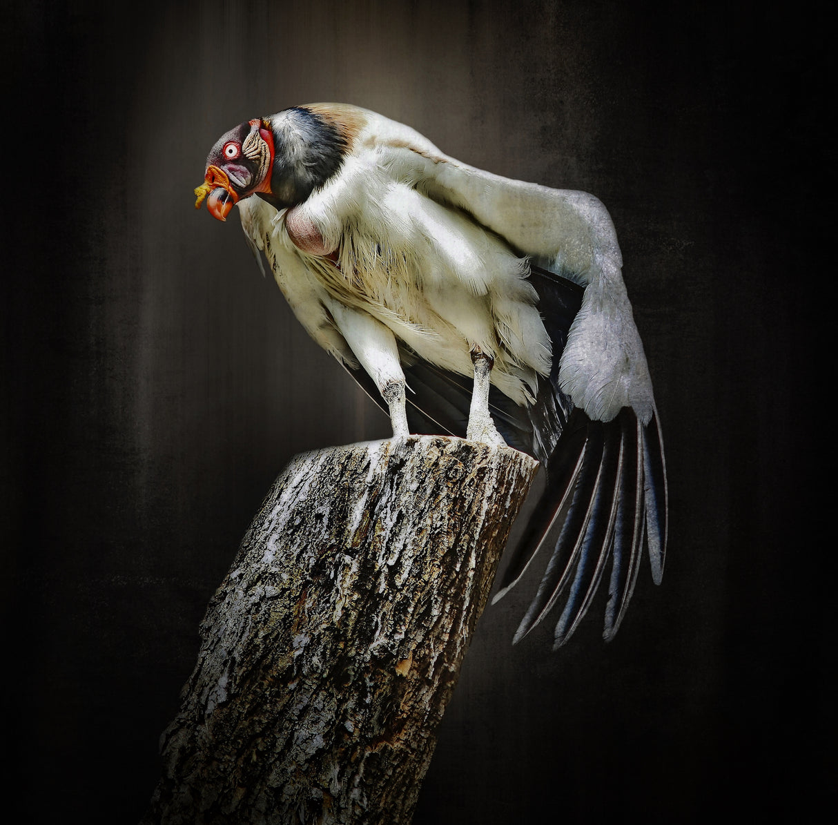 exotic bird Poster och Canvastavla