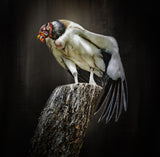 exotic bird Poster och Canvastavla