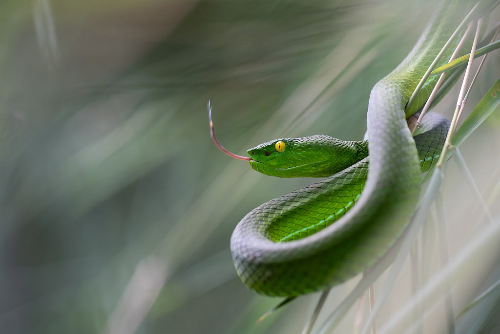 Trimeresurus gumprechti Poster och Canvastavla