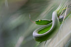 Trimeresurus gumprechti Poster och Canvastavla