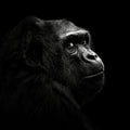 Gorilla Poster och Canvastavla