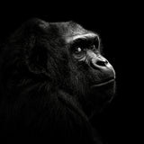 Gorilla Poster och Canvastavla