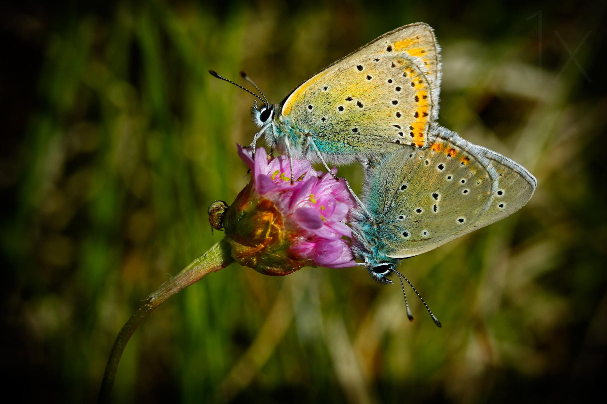 Back to back Poster och Canvastavla