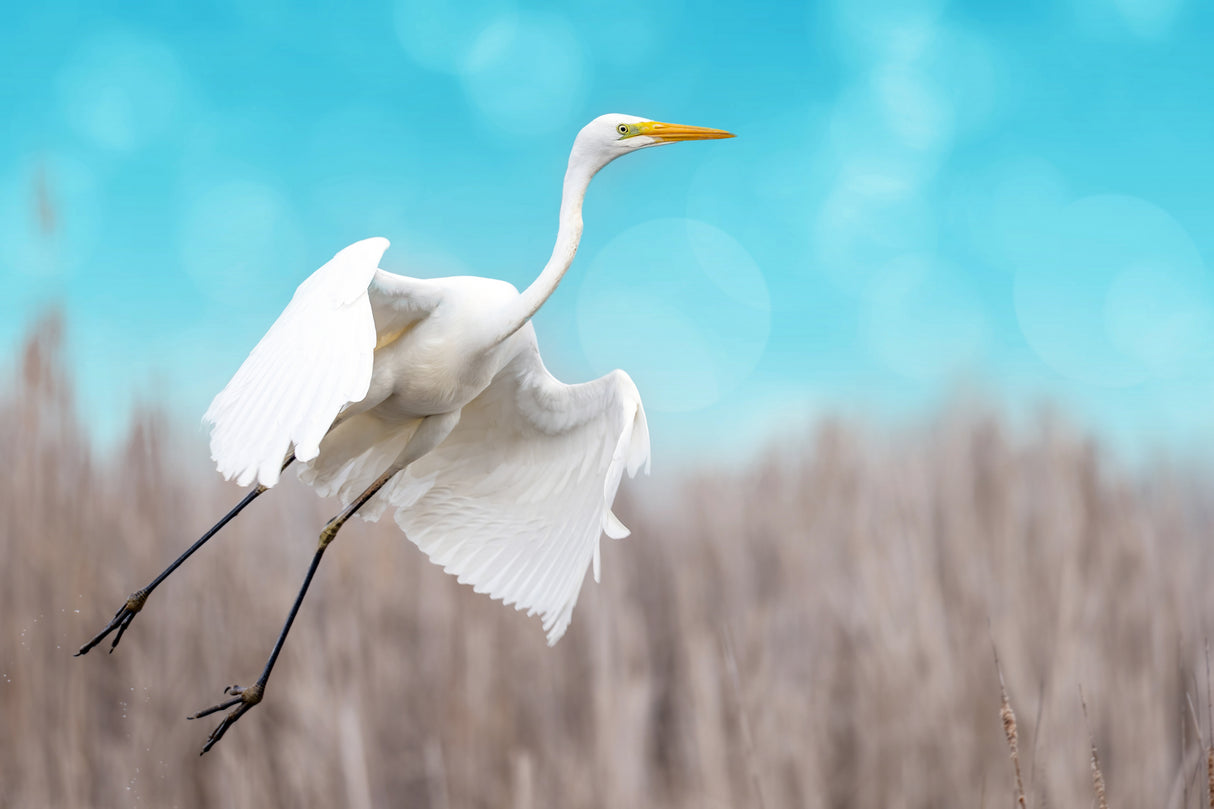 Great egret taking off Poster och Canvastavla