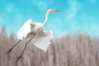 Great egret taking off Poster och Canvastavla